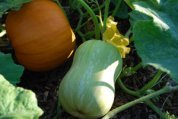 ‘Sugar’ Pumpkin and Young ‘Waltham Butternut’ Squash