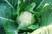 Cauliflower Varieties—‘Snow Crown’