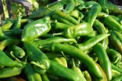 New Mexico Green Chile Harvest—52 lbs!