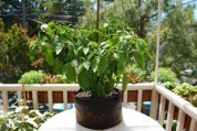 ‘Early Jalapeno’ Growing in a 7-gallon Smart Pot with Organic Soil Amendments, 3 Months after Transplanting