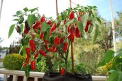 ‘Early Jalapeno’ Growing in a 7-gallon Smart Pot with Organic Soil Amendments 7a