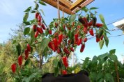 ‘Early Jalapeno’ Growing in a 7-gallon Smart Pot with Organic Soil Amendments 7b