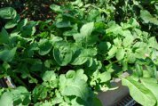 Growing Arugula in a Salad Tray 