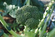  Growing Broccoli 
