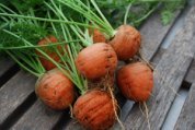 Carrot Varieties—‘Romeo’, a Good Variety for Growing in Containers and Heavy or Rocky Soils