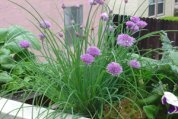 Growing Chives in a Window Box