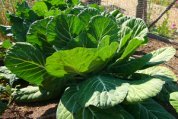 'Georgia' Collards