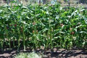 Growing Sweet Corn