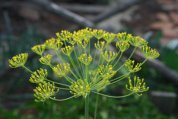 Dill Flowers