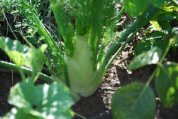 Growing Fennel ‘Fino’