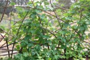 Growing Green Beans ‘Spanish Musica’ (a.k.a., ‘Spanish Miralda’ on a Redwood Trellis