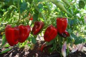Pepper Varieties—‘European Red Bell’