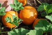 Pumpkin Varieties—‘Sugar’