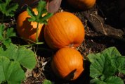 Pumpkin Varieties—‘Sugar’