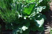  Growing Rhubarb 