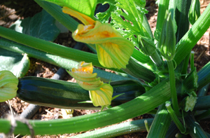  Zucchini Varieties—‘Raven’