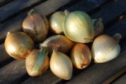 Onions ‘Sweet Yellow Granex’