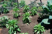 Lettuce and Spinach Interplanted with Chiles 7