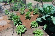 Lettuce and Spinach Interplanted with Chiles 8