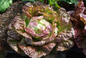 Lettuce Varieties—‘Blushed Butterhead’, Student Garden, Stanford University