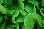 ‘Garden Babies’ Butterhead Lettuce in a SaladScape