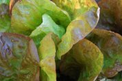 Lettuce Variety ‘Mervielles de quatre Saison’, a.k.a., ‘Continuity’