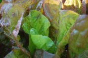 Lettuce ‘Mervielles de quatre Saison’, a.k.a., ‘Continuity’ 3