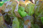 Lettuce ‘Mervielles de quatre Saison’, a.k.a., ‘Continuity’ 4