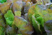 Lettuce ‘Mervielles de quatre Saison’, a.k.a., ‘Continuity’ 5