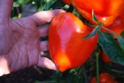 Pepper Variety 'Valencia' 2, Hand for Scale