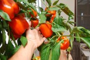 Pepper Variety 'Gourmet', Hand for Scale