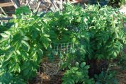 Growing Potatoes in ‘Potato Towers’