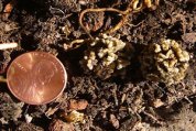 Rhizobia Colonies on Green Bean Roots—Size Comparison