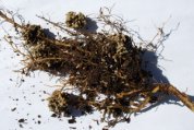 Rhizobia Colonies on Green Bean Roots