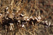 Rhizobia Colonies on Fava Bean Roots