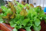‘Mervielles de quatre Saison’ (a.k.a. ‘Continuity’) and ‘Santoro’ Lettuce in a SaladScape Tray