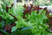 Red and Green Oakleaf Lettuce Growing in a SaladScape