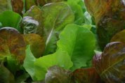  SaladScape of ‘Santoro’ and ‘Mervielles de quatre Saison’ (a.k.a., ‘Continuity’) Lettuce, Closeup 5