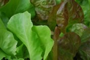 SaladScape of ‘Santoro’ and ‘Mervielles de quatre Saison’ (a.k.a., ‘Continuity’) Lettuce, Closeup 6