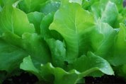 ‘Santoro’ Lettuce Growing in a SaladScape 1