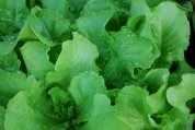 ‘Santoro’ Lettuce Growing in a SaladScape 5