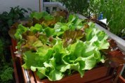 SaladScape of Skyphos and Santoro Lettuce