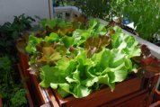  ‘Skyphos’ and ‘Santoro’ Lettuce Growing in a SaladScape 2