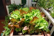 ‘Skyphos’ and ‘Santoro’ Lettuce Growing in a SaladScape 3