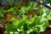 ‘Skyphos’ and ‘Santoro’ Lettuce Growing in a SaladScape 4