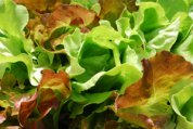‘Skyphos’ and ‘Santoro’ Lettuce Growing in a SaladScape, Closeup 3