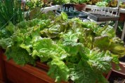 SaladScape of Drunken Woman Frizzy Headed and ‘Continuity’ (Mervielles de Quatre Saison) Lettuce