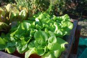 ‘Garden Babies’ Butterhead Lettuce Growing in a SaladScape