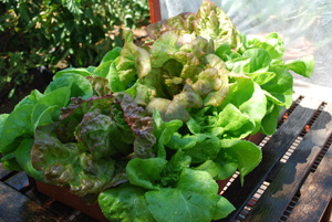 ‘Matchless’ and ‘Mervielles de quatre Saison’ (a.k.a., ‘Continuity’) Lettuce Growing in a SaladScape 2