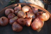 Growing Shallots—‘Ambition’